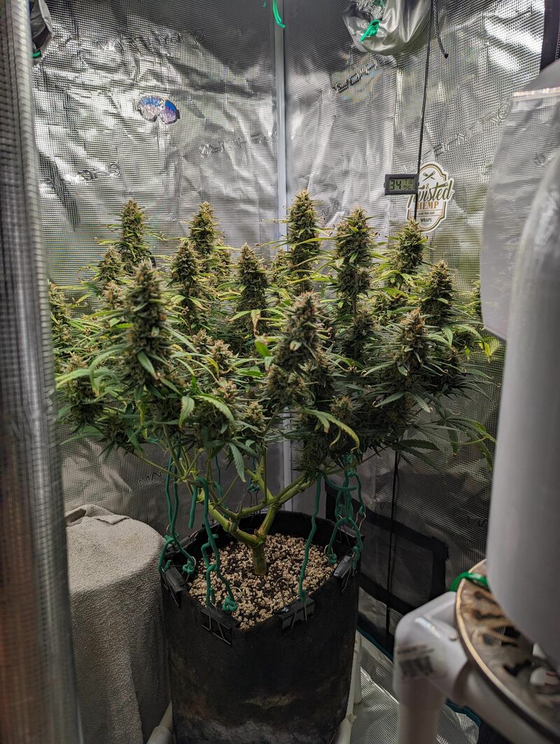 Pound Cake Auto, Фасовка: 1, изображение 35